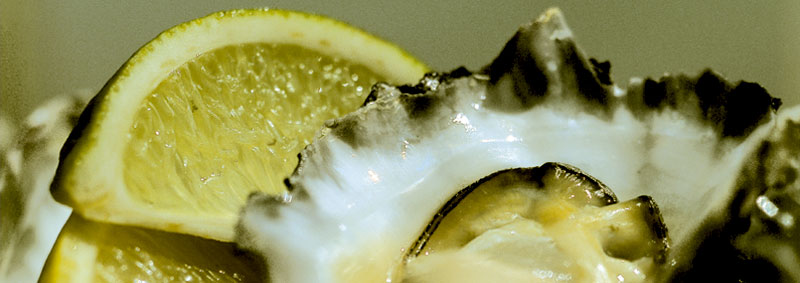 oyster-closeup